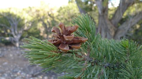 Colorado Pinyon Pine Pinus Edulis Grand Canyon Giuseppe Cosenza