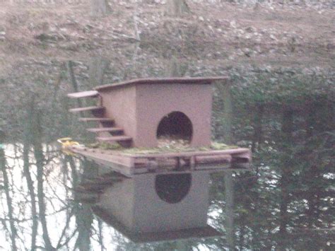 Simple in built and looks, yet safe for all this design complements the above mentioned aquaduck floating duck house, but it's custom made and easy to make it yourself. Let A Girl Show You How! (Becky Williams): Floating Duck house