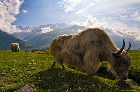 Interesting Photo Of The Day Yak In The Himalayas