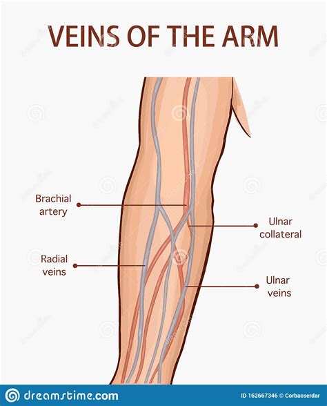 Arteries Diagram Arm Upper Extremity Anatomy Arteries Veins Muscles