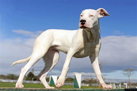 At What Age Is A Dogo Argentino Full Grown