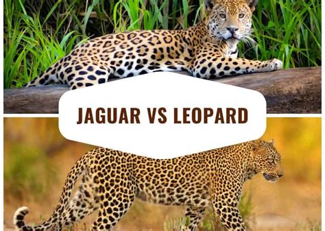 Cheetah Vs Leopard Vs Jaguar Print Change Comin