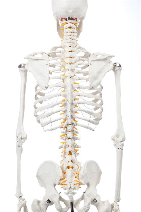 Axis Scientific Human Skeleton Model Anatomy Bundle 5 6 Life Size Skeletal System 206 Bones