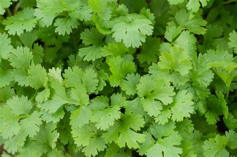 How To Grow Coriander Successfully From Seed The Seed Collection