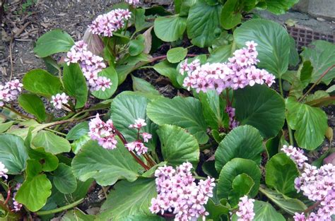 Bergenia Cordifolia Plantasvillor