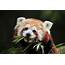 Red Panda Genes Suggest There Are Actually Two Different Species  New