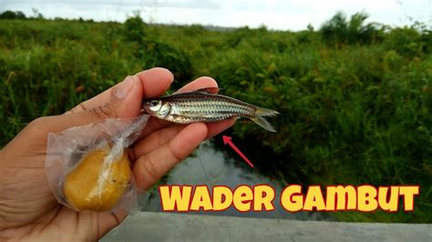 Mancing Ikan Wader Dengan Umpan Racikan Youtube