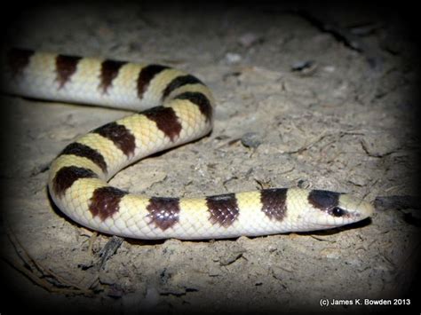 Shovel Nosed Snake Photographed On 6 1 13 By James K Bowden In