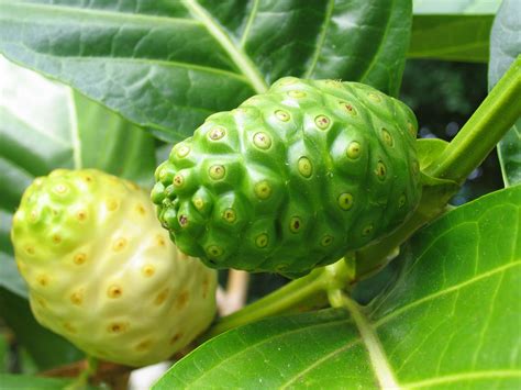 Polynesian Produce Stand ~green Noni~ Morinda Citrifolia Fruit Tree