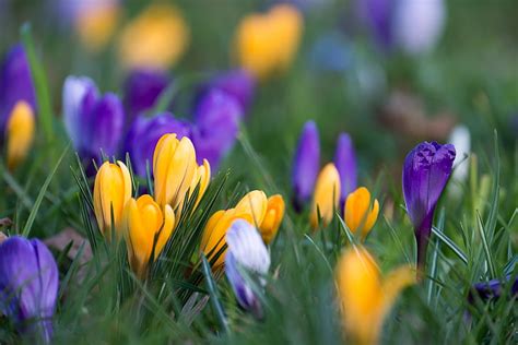 Royalty Free Photo Selective Focus Photography Of Yellow And Purple