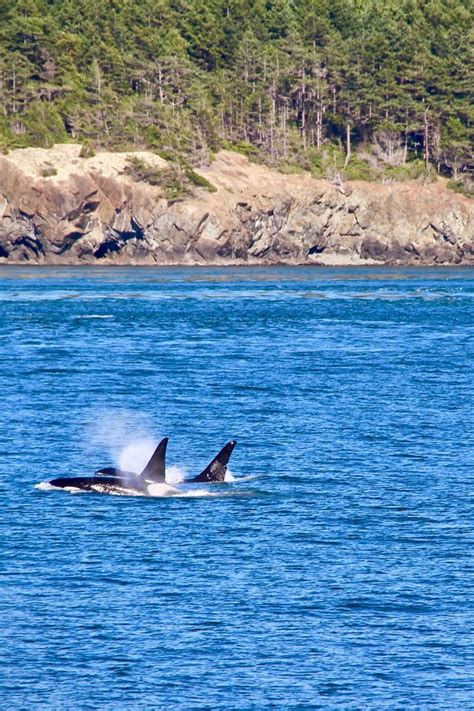 Whale Watching In Seattle Has Always Been On My Bucketlist Downtown