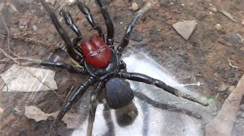 🕷 Seven Legged Red Headed Mouse Spider Missulena Occatoria Youtube