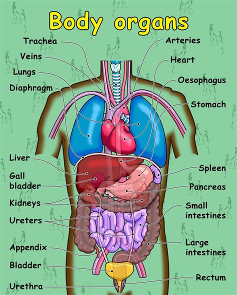 Human Body Organ Diagram Labeled Printable Diagram Printable