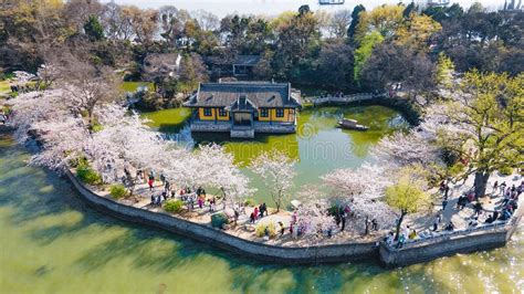 Aerial Photography Of Yuantouzhu Scenic Spot With Cherry Blossoms