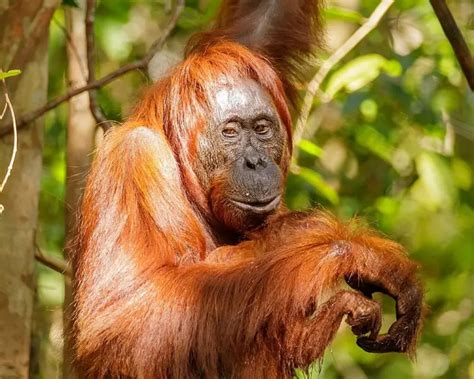 Bornean Orangutan - Facts, Diet, Habitat & Pictures on Animalia.bio