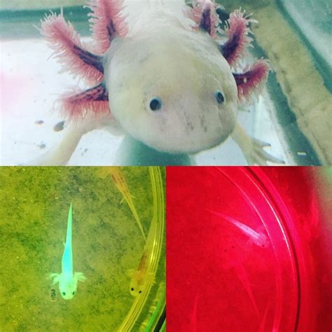 Gmas Genetically Modified Axolotls Lolhs Wildcat News
