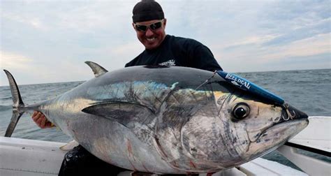 North atlantic offers 25 ships at your disposal for all types of fishing styles and fishing techniques like the harpooning, which is used to hunt swordfish and tuna. National Marine Fisheries Service Ups Giant Bluefin Tuna ...