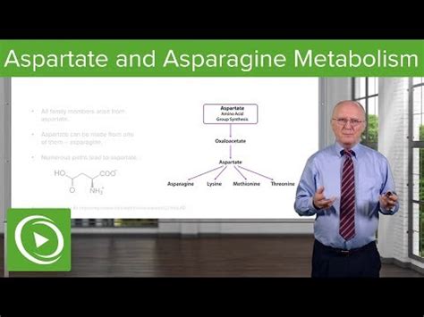 Gly ala val leu ile ser thr met phe trp asn gln pro asp glu his cys tyr lys arg. Asparagin aminosäure | wichtige aminosäuren für körperlich ...