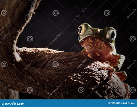 Tree Frog at Night in Jungle Moonlight Stock Image - Image of exotic