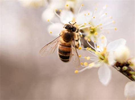 ¿por qué son tan importantes las abejas