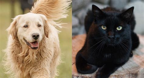 What Is Black Cat And Golden Retriever Golden Bailey Dogs