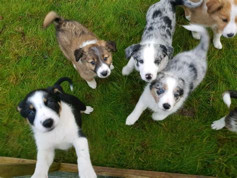Collie puppies for sale and dogs for adoption. 3 Border Collie Puppies for Sale | in Bradford-on-Avon ...