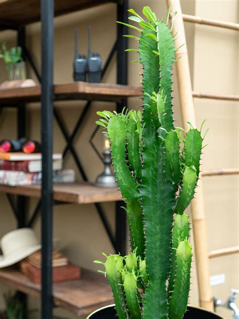 Euphorbia Acruensis Cactus 95cm Make A Jungle