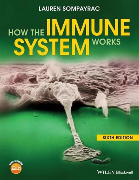 How The Immune System Works By Lauren M Sompayrac Paperback