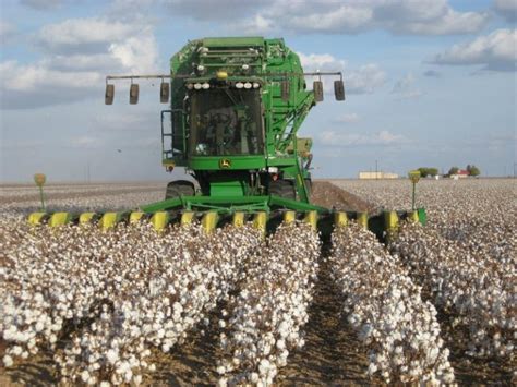 How To Grow Cotton Everything You Need To Know Farming Base