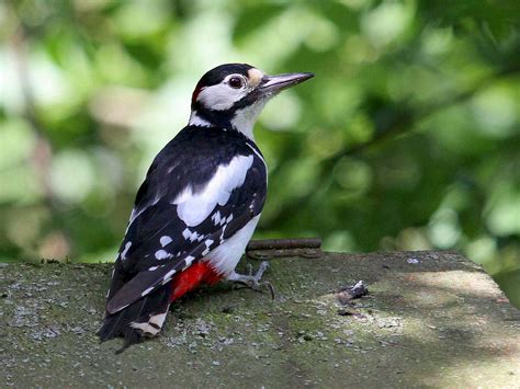 Reduced white spots on the wings. Great Spotted Woodpecker - eBird