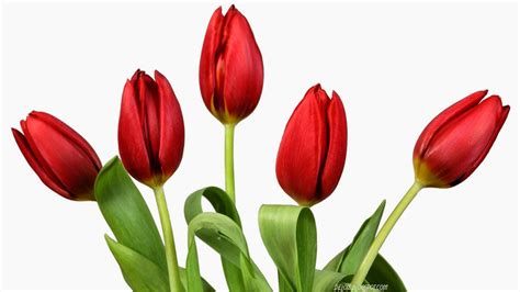 Lukisan Bunga Tulip Merah