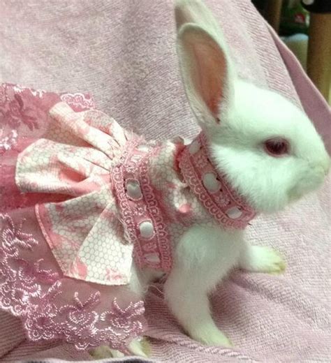 Bunny In A Pink Party Dress Pet Rabbit Clothes Pet Bunny Cute Baby