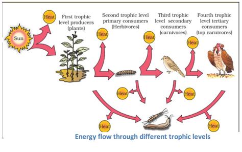 Food Chain Flow Of Energy