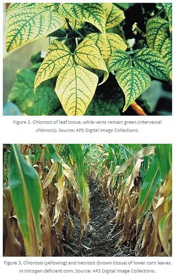 Mineral nutrient deficiencies and toxicities. Diagnosing Nutrient Deficiencies | Farms.com