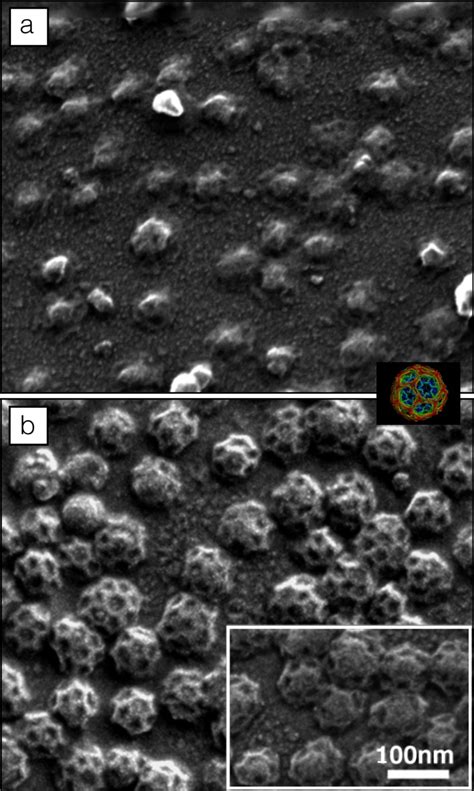 High Resolution Cryo Scanning Electron Microscopy Of Macromolecular