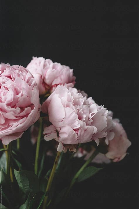 A Bouquet Of Pale Pink Peonies Against A Black Backdrop By Stocksy