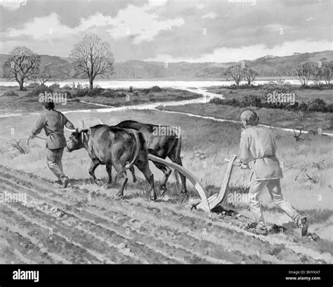 Ploughing In The Bronze Age Artist Unknown Stock Photo Alamy