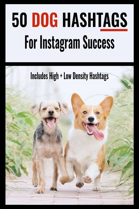 We've outlined some of the top hashtags being used right now for the most popular food niches below… ⭐️ more hashtag strategy tips: 50 Dog Hashtags For Instagram Success in 2020 | Dog ...