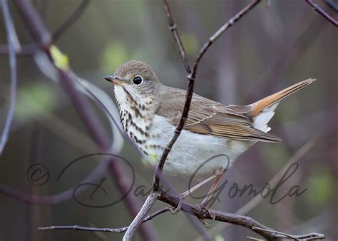 Dan Gomola Wildlife Photography Songbird Migration The Beginning