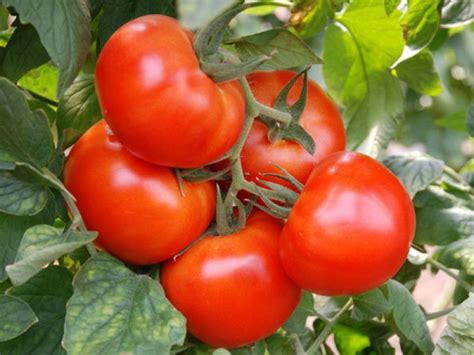 Tomate Miracle Du Marché Description Et Caractéristiques De La Variété