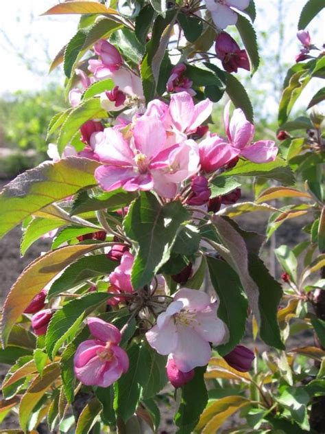 Emerald Spire Columnar Crabapple Malus X Jefgreen Flowering