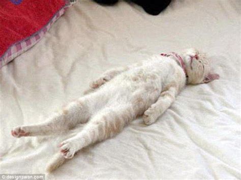 Planking Draped And Folded In Half Adorable Pictures Of Cats Sleeping