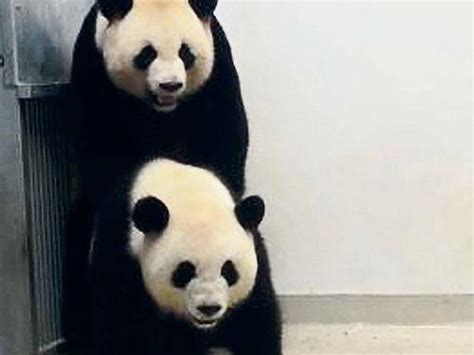Der Panda Nachwuchs Ist Da Wie Sie Nackt Aussehen Warum Sie Nicht