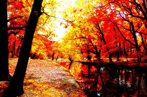 Autumn Fall Landscape Nature Tree Forest Leaf Leaves Wallpapers