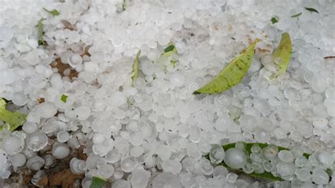 Large Hail Ice Balls After Heavy Summer Storm Hail Storm Stock Image