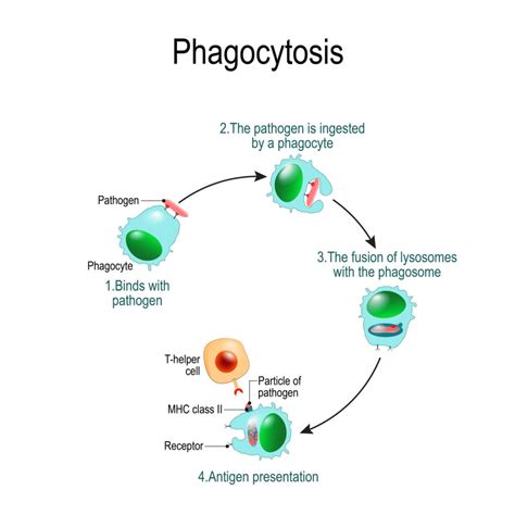 Phagocyte Cell Diagram