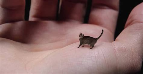 Worlds Smallest Cat Cute Tiny And Mean Small Cat Gorgeous Cats