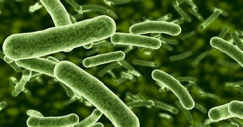 Las 7 Diferencias Entre Bacterias Y Algas Explicadas