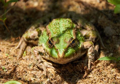 Green Pond Frog On The Sand Stock Photo Image Of Animals Lakes 73967472