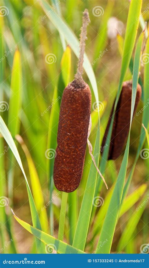 Reedmace Cat Tail Bulrush Swamp Sausage Punks Typha Angustifolia